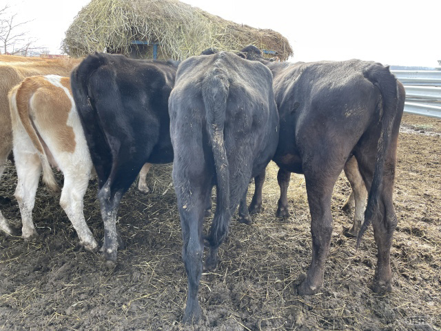 (14) Jersey/crossbred heifers
